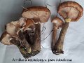 Armillaria cepistipes f.pseudobulbosa-amf252